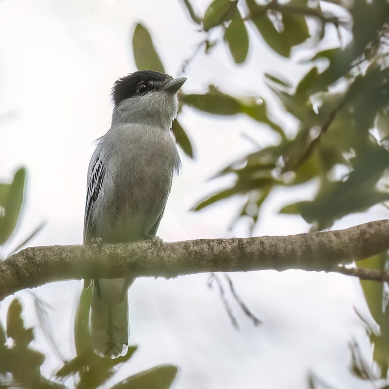 Grey-collared Becard