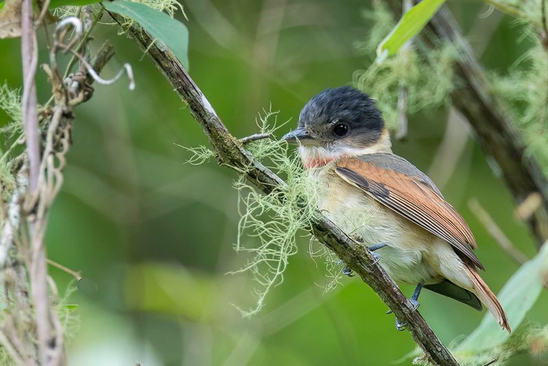 Rose-throated Becard