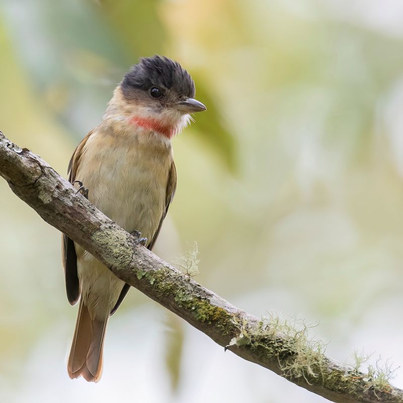 Rose-throated Becard