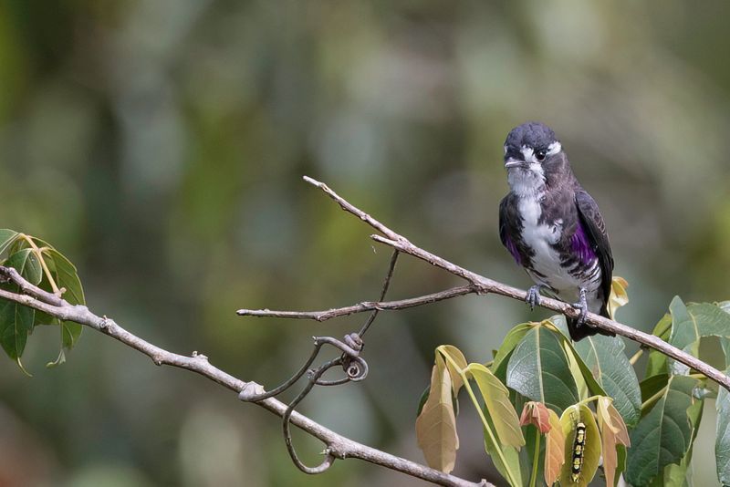 White-browed Purpletuft