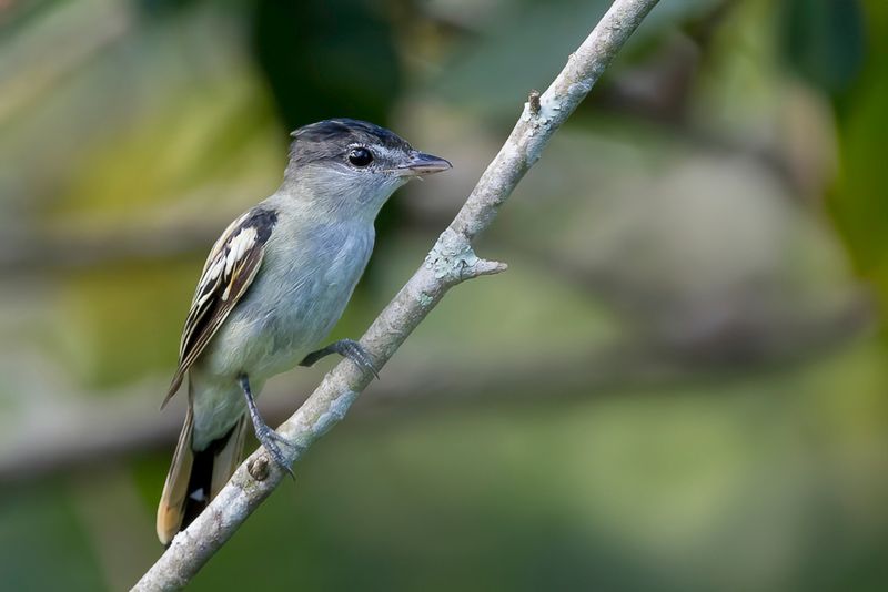 White-winged Becard