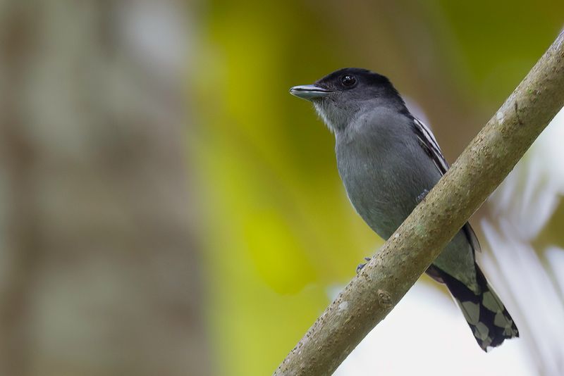 White-winged Becard
