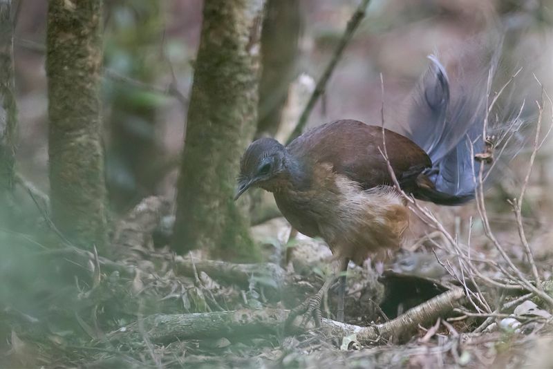 Albert's Lyrebird