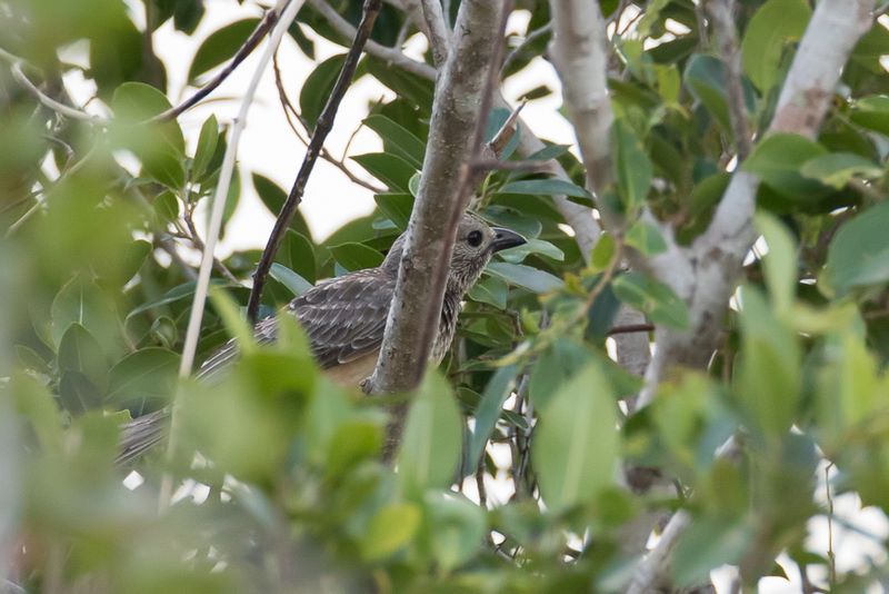 Fawn-breasted Bowerbird