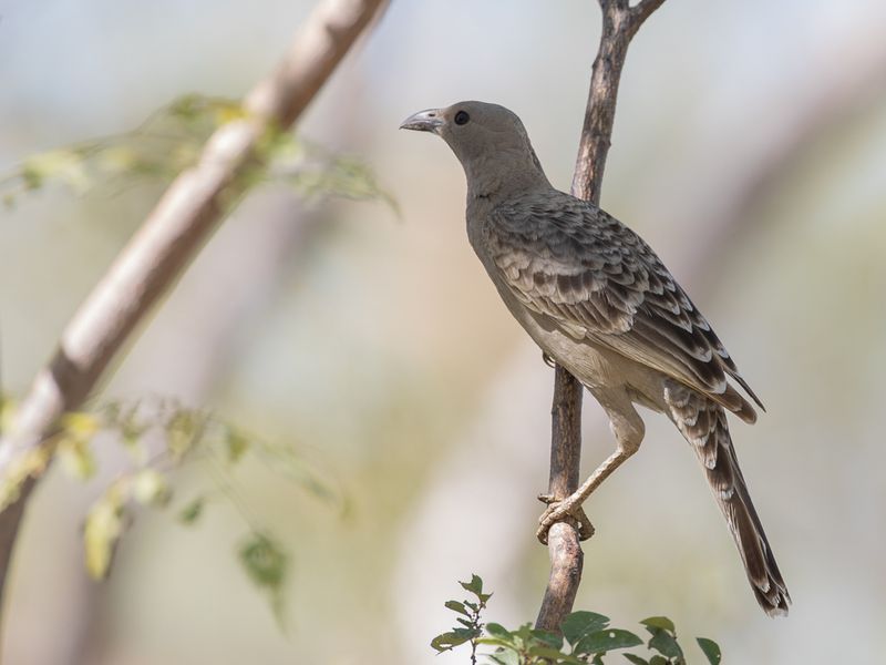 Great Bowerbird