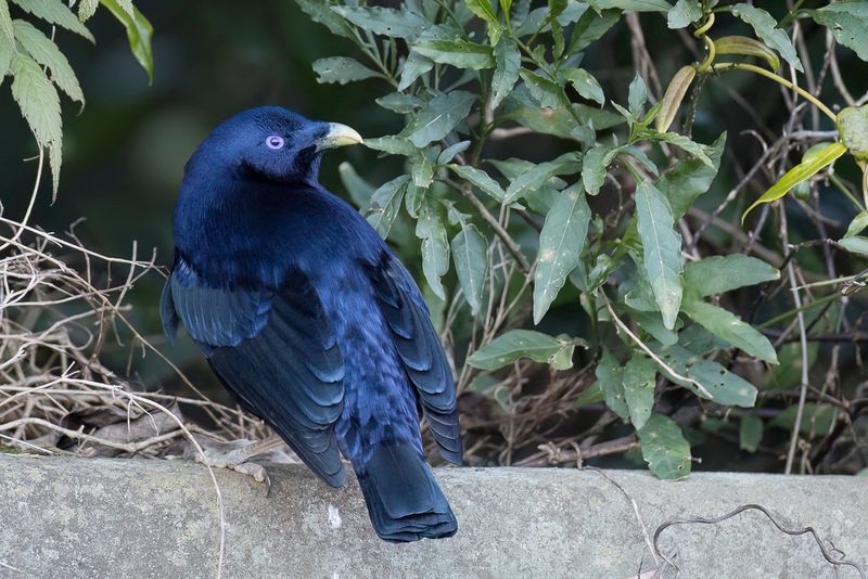Satin Bowerbird