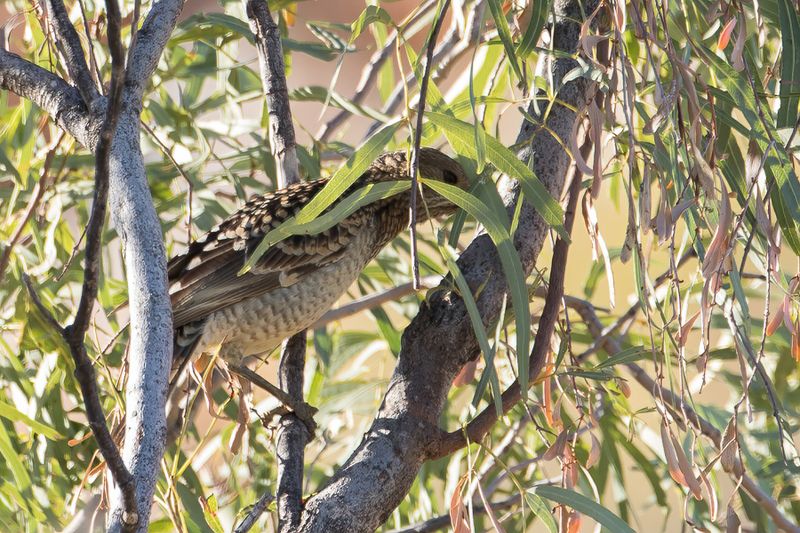 Spotted Bowerbird