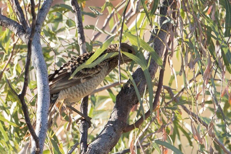 Spotted Bowerbird