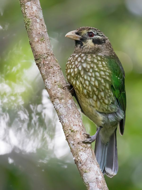 Spotted Catbird