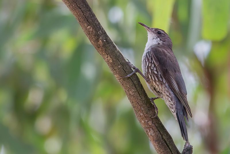 129 Climacteridae - Australasian Treecreepers