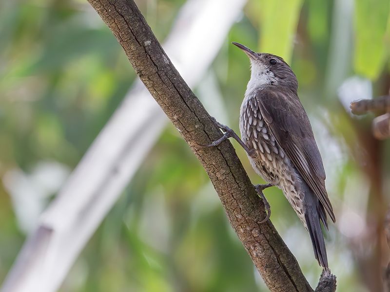 129 Climacteridae - Australasian Treecreepers