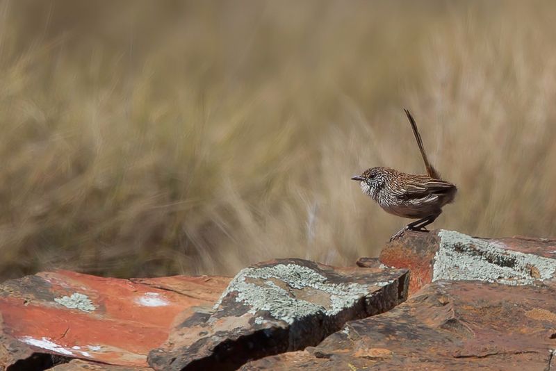 Short-tailed Grasswren
