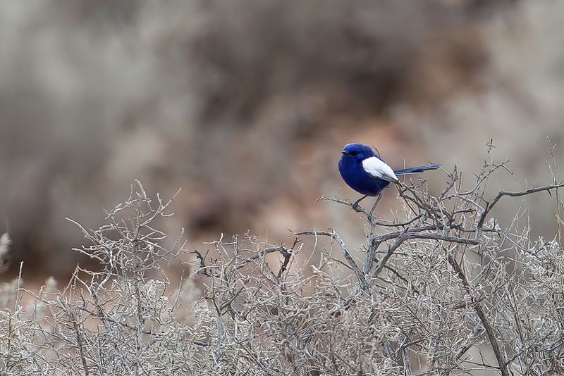 131 Maluridae - Grasswrens, Fairywrens, and Emu-wrens