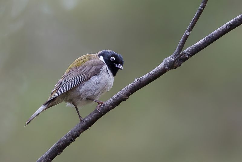 Black-headed Honeyeater