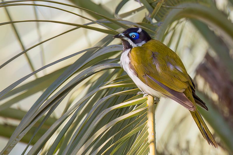 Blue-faced Honeyeater