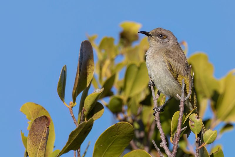 Brown Honeyeater