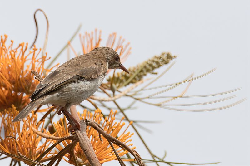 Brown-backed Honeyeater