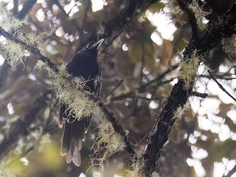Cinnamon-browed Melidectes