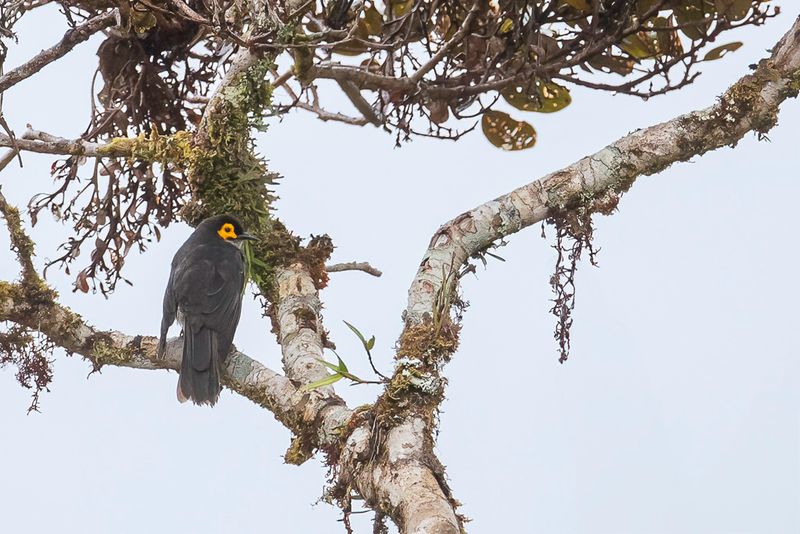 Common Smoky Honeyeater