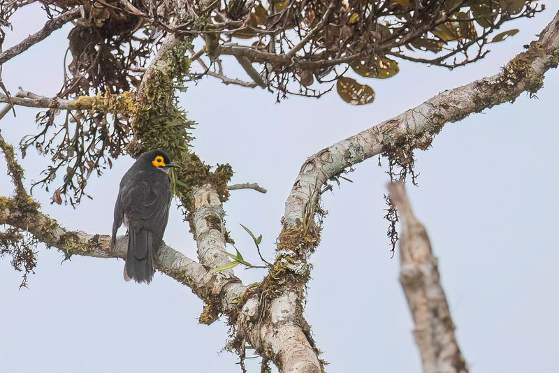 Common Smoky Honeyeater