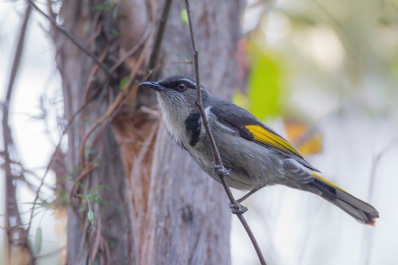 Crescent Honeyeater