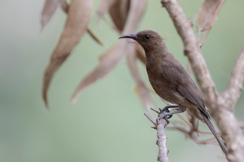 Dusky Myzomela