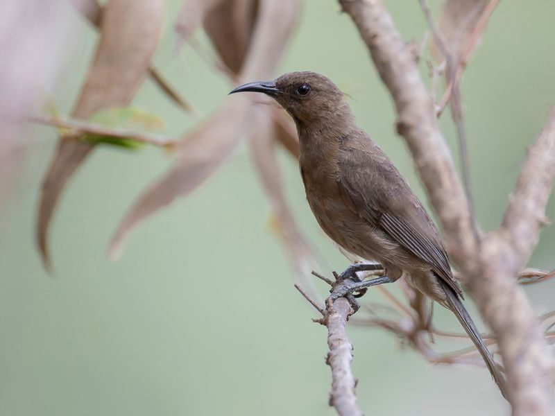 Dusky Myzomela