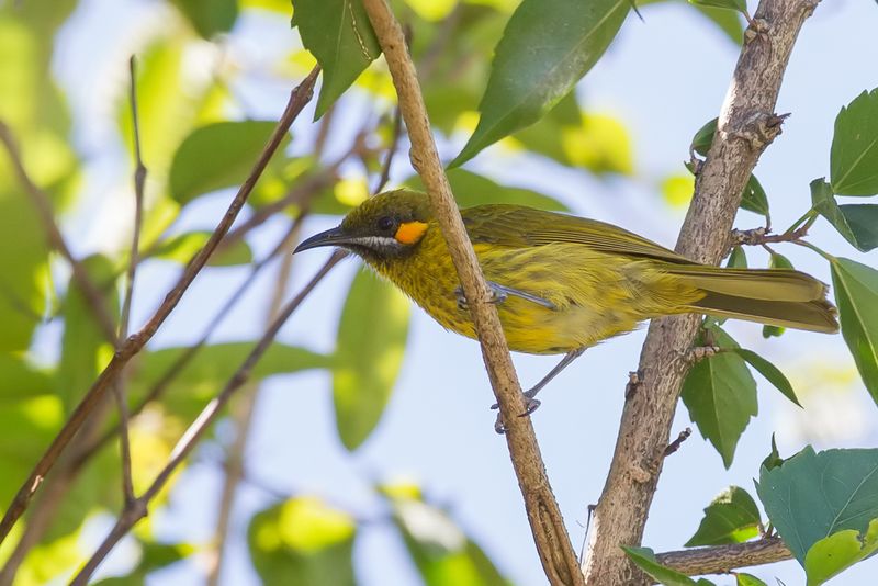 Flame-eared Honeyeater