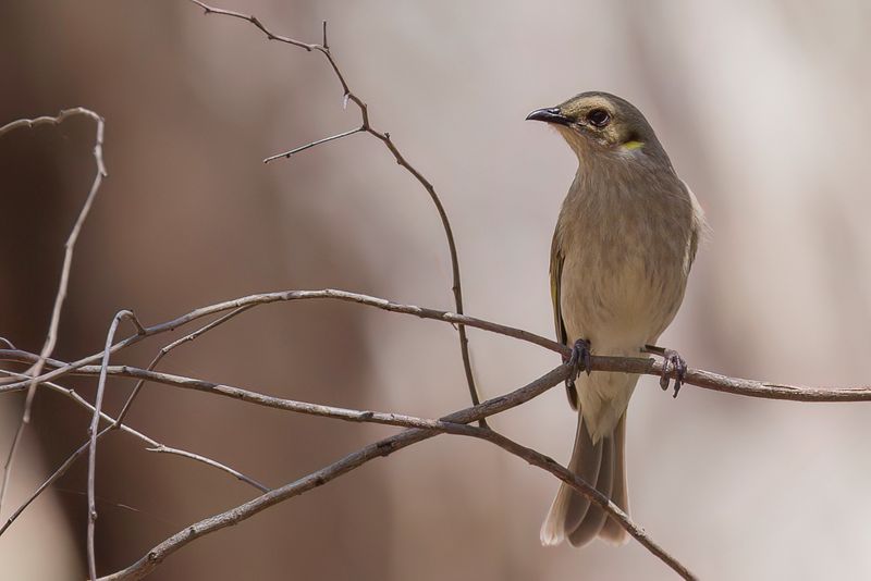Fuscous Honeyeater