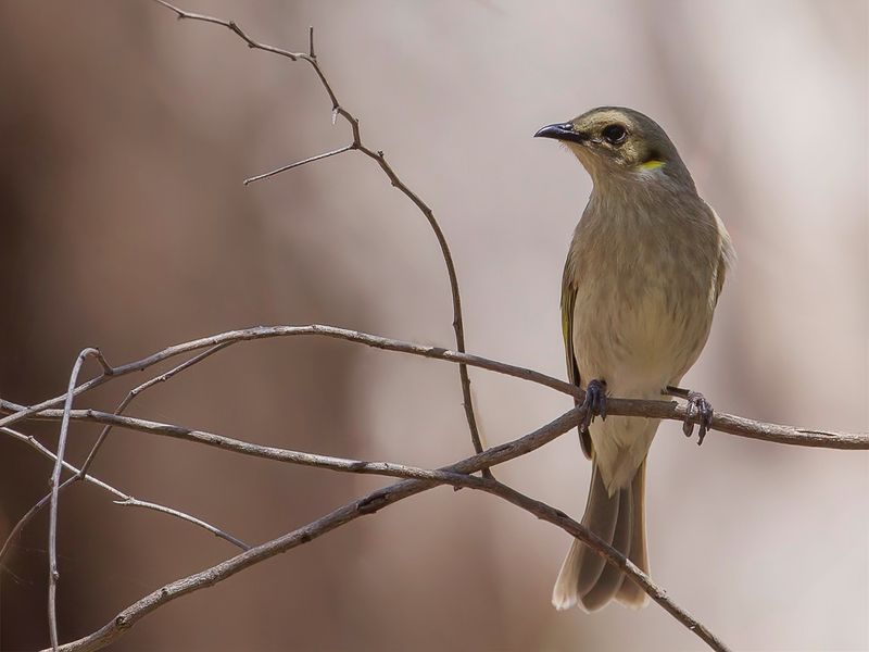 Fuscous Honeyeater
