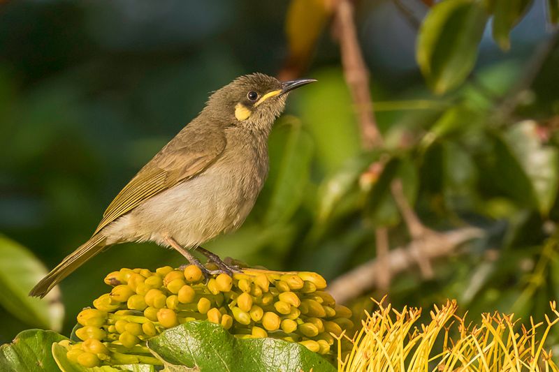 Graceful Honeyeater