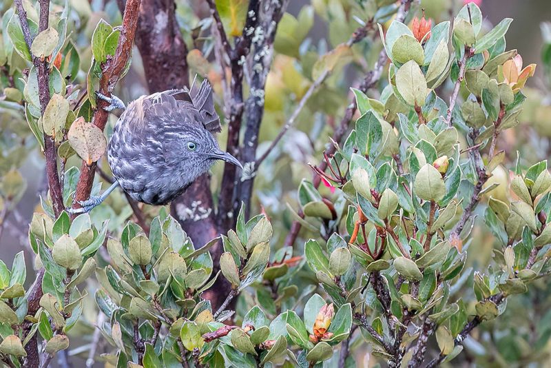 Grey-streaked Honeyeater