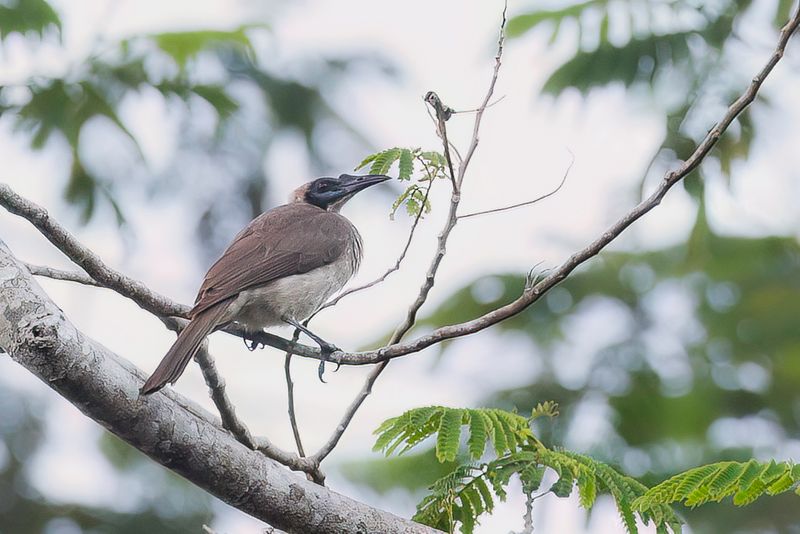 Helmeted Friarbird
