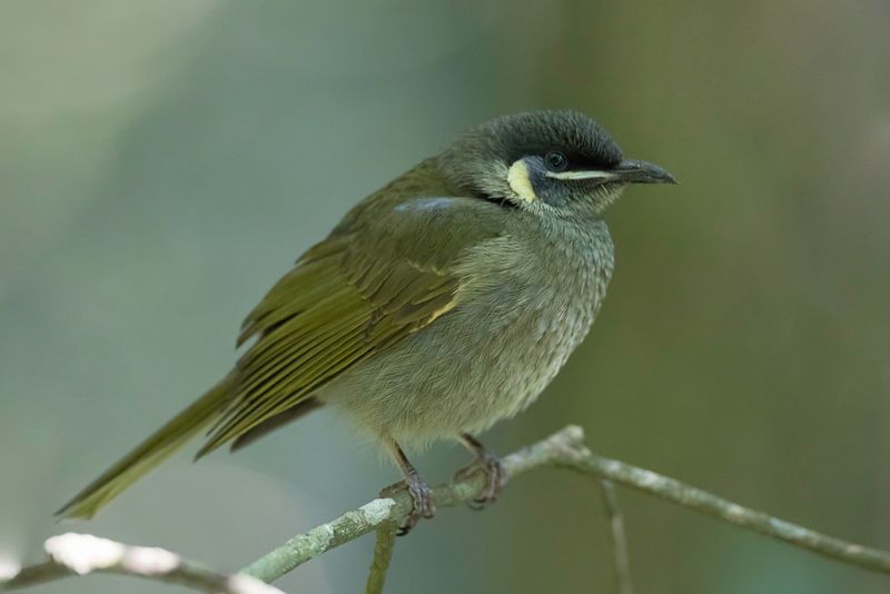 Lewin's Honeyeater