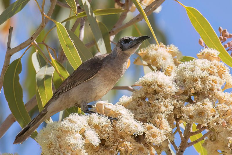 Little Friarbird