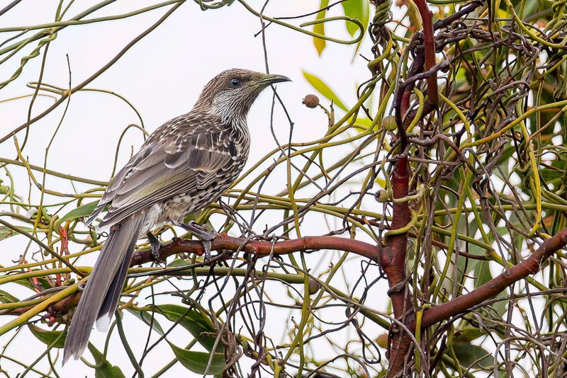 Little Wattlebird