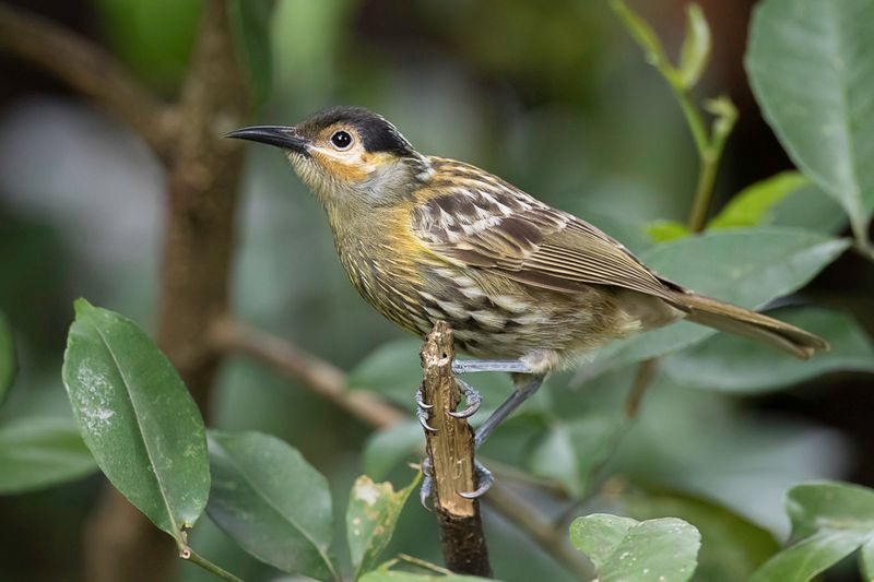 Macleay's Honeyeater