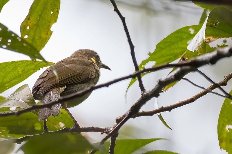 Mimic Honeyeater
