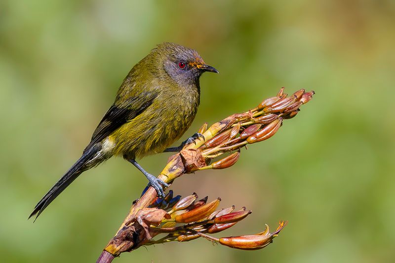 New Zealand Bellbird
