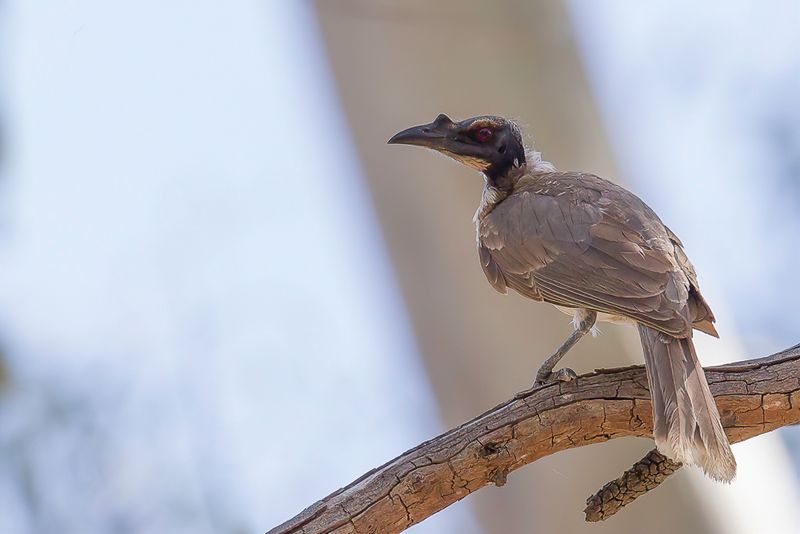 Noisy Friarbird