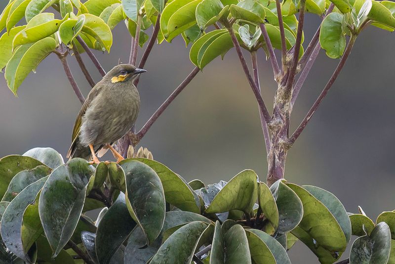 Orange-cheeked Honeyeater