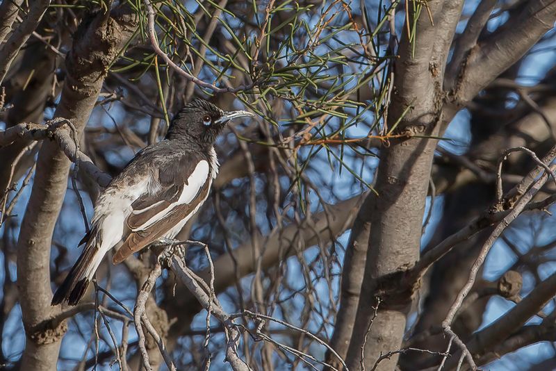Pied Honeyeater