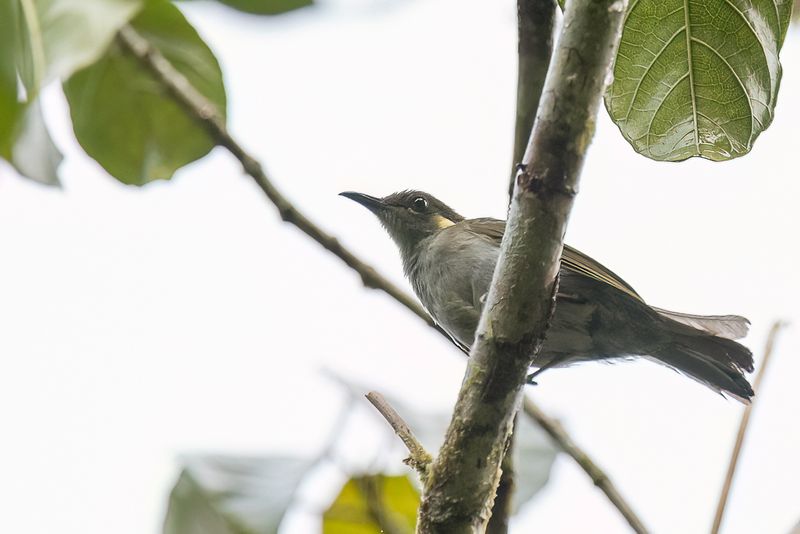Puff-backed Meliphaga
