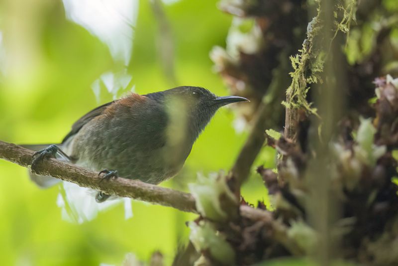 Rufous-sided Honeyeater