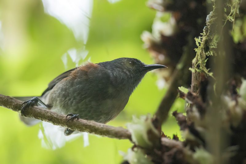 Rufous-sided Honeyeater