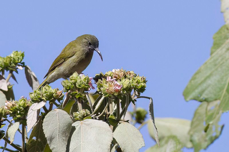 Scaly-crowned Honeyeater