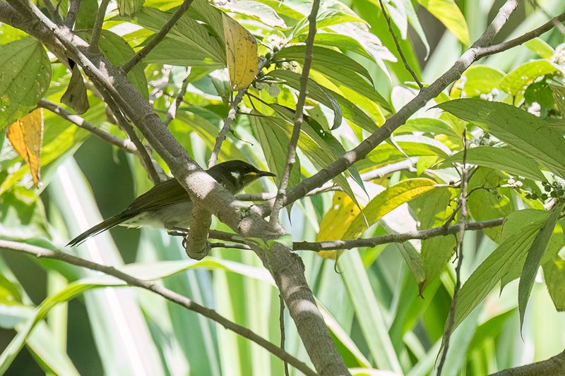 Scrub Honeyeater
