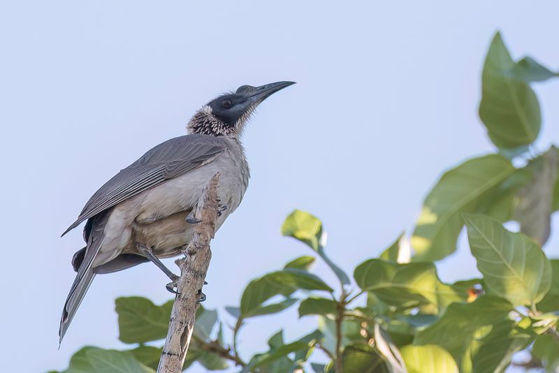 Silver-crowned Friarbird