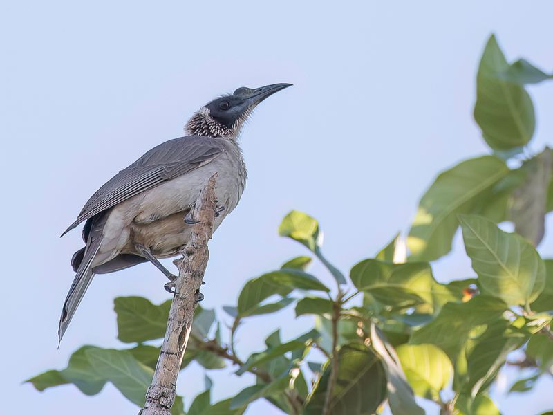 Silver-crowned Friarbird
