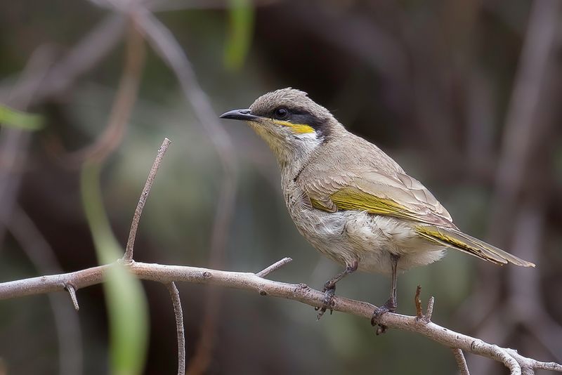 Singing Honeyeater